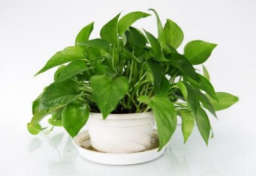 客廳養什么花和植物好?(客廳養什么花好)