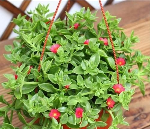 養哪些植物可以去除甲醛異味